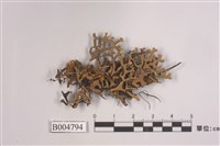 藏品(袋梅衣屬)的圖片